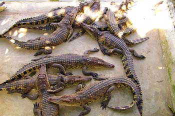 Хамат гадер крокодилы.jpg